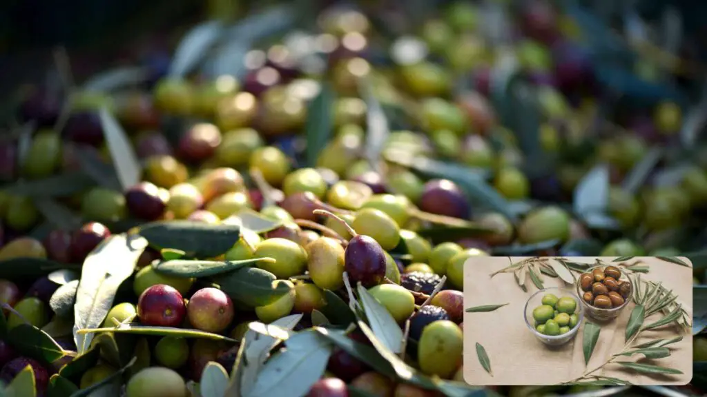 Benefits of olive oil in islam 