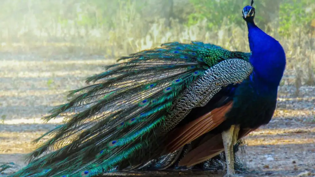 Was snake and peacock thrown out of Jannah