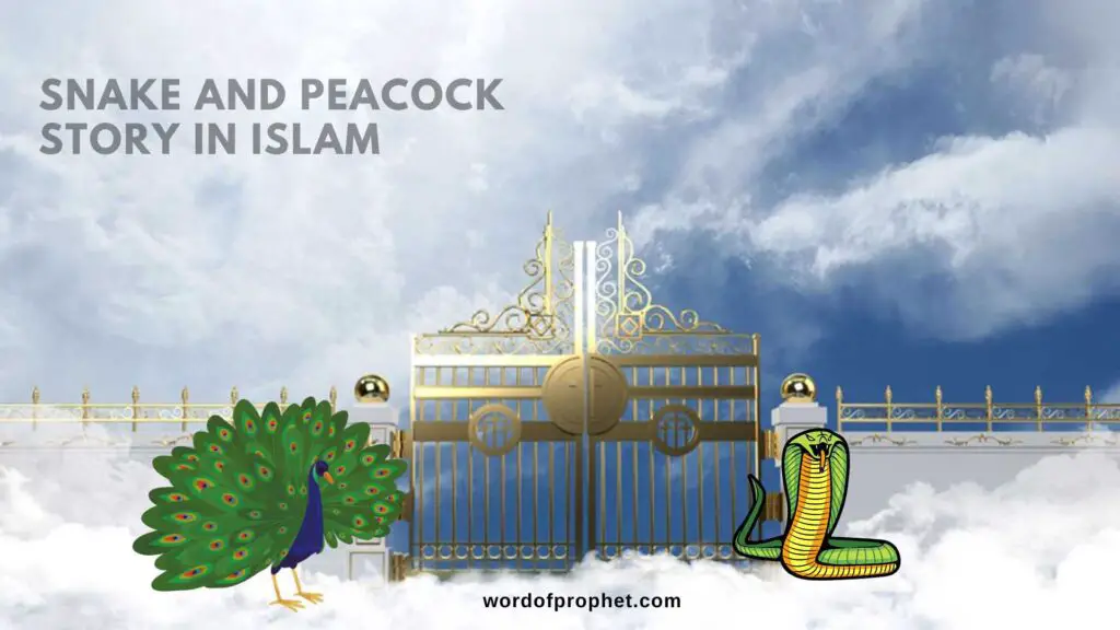 snake and peacock story in islam