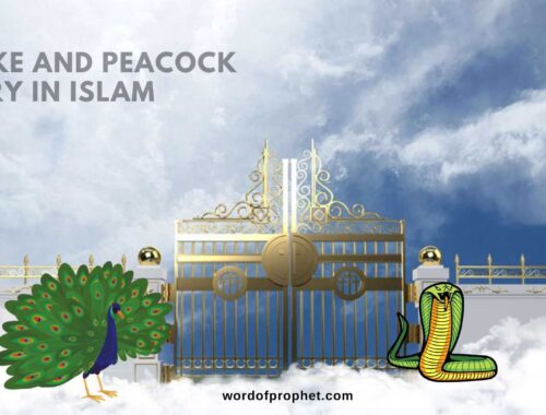 snake and peacock story in islam