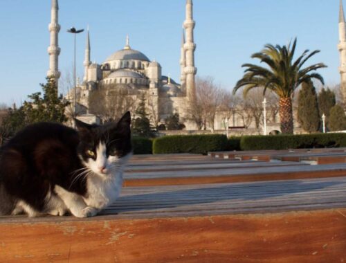 Keeping Cats in Islam: The Most Clean Pet