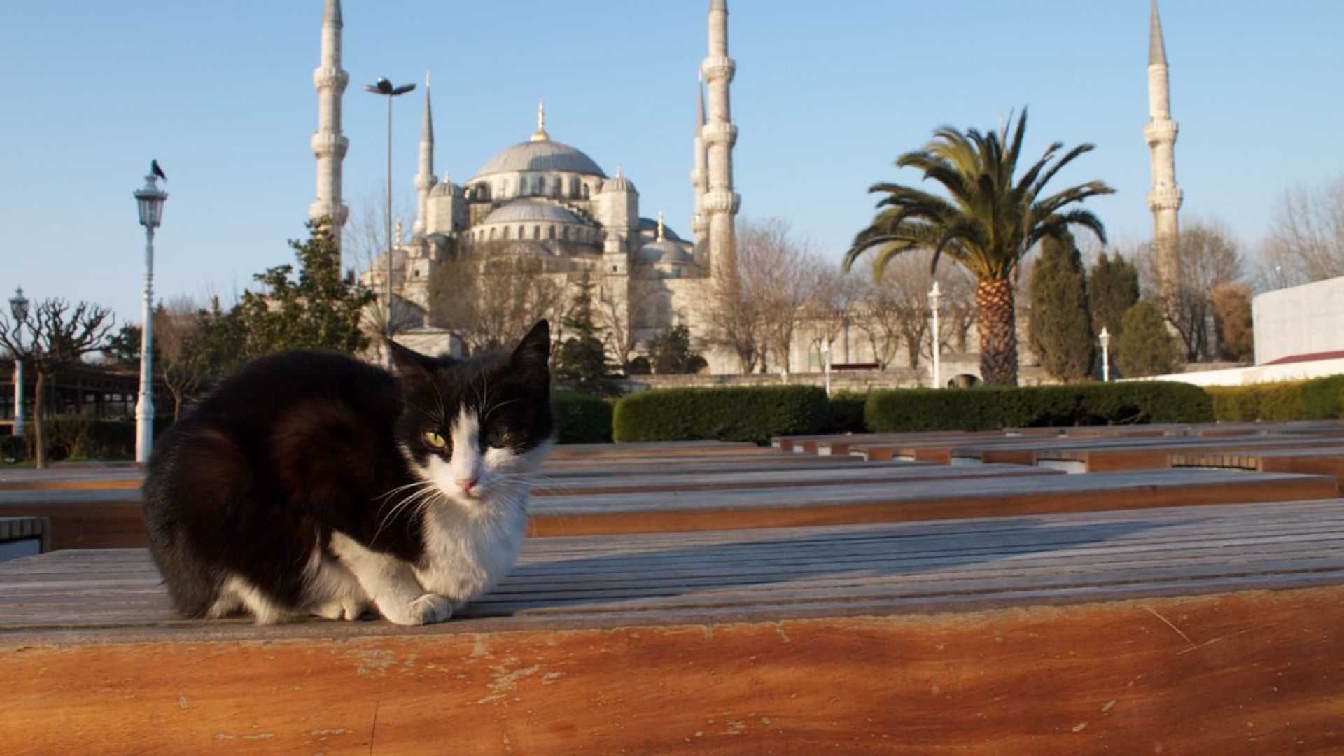 Keeping Cats in Islam: The Most Clean Pet