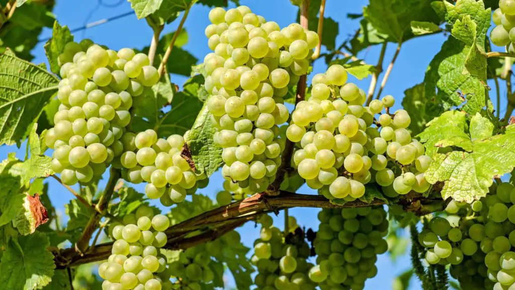 grapes Foods mentioned in Quran 