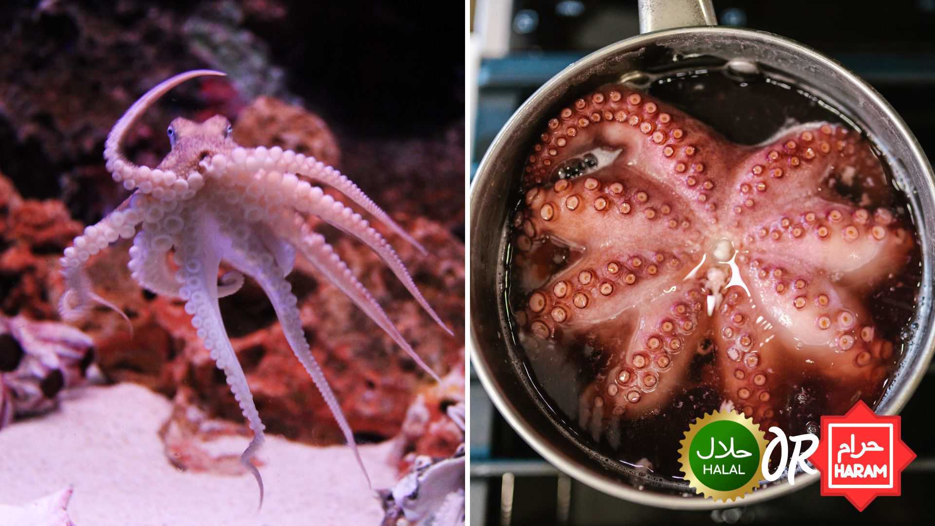 Is Octopus Halal or Haram in Islam Can Muslims eat Octopus