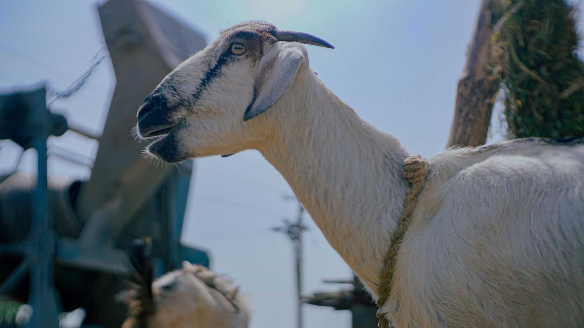 Qurbani Rules in Islam For Husband, Wife and Family